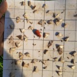 عکس کوچک چسب دوطرفه تله دلتا 2