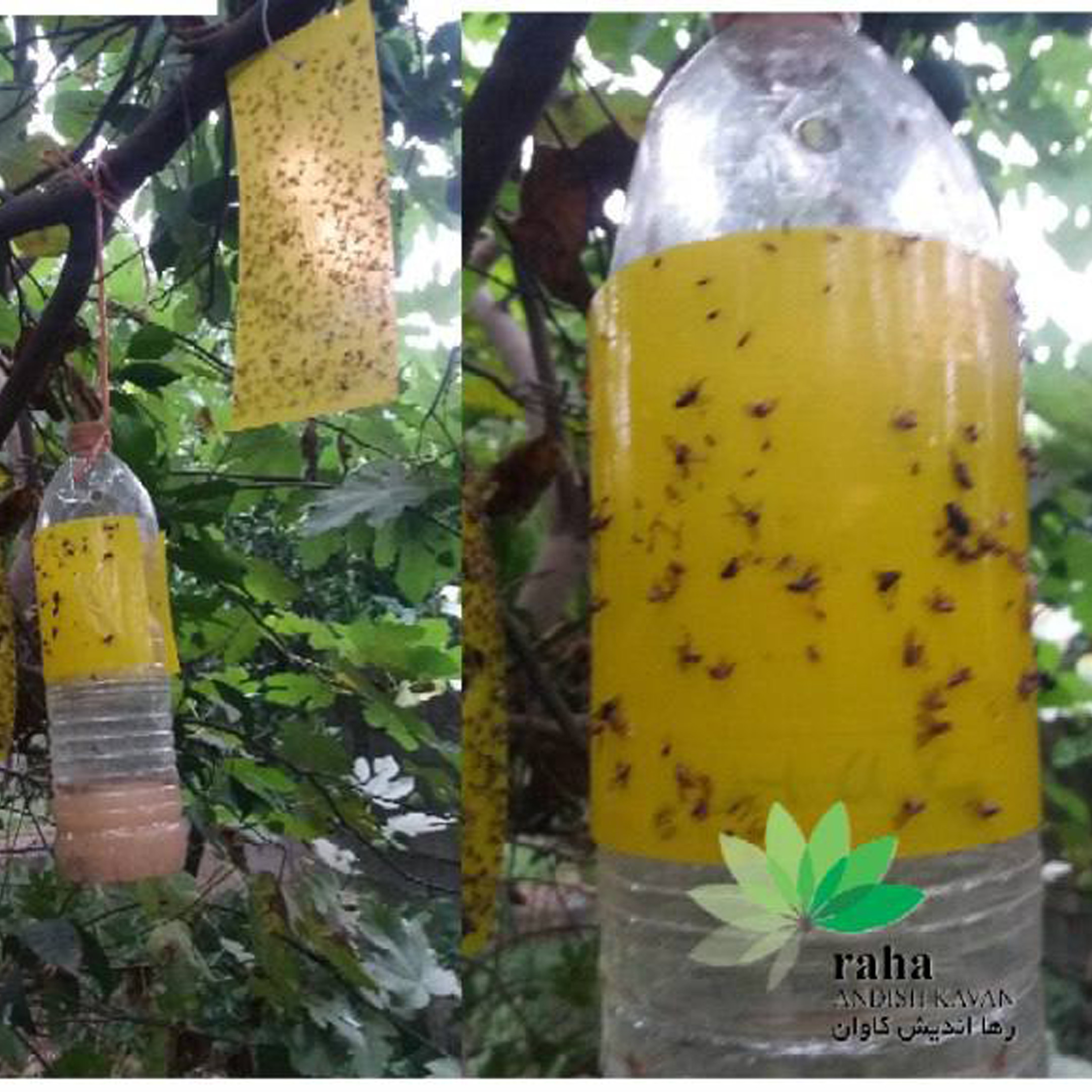 کارت زرد حشرات کره ای 2