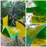 عکس کوچک تله دلتا سبز 2
