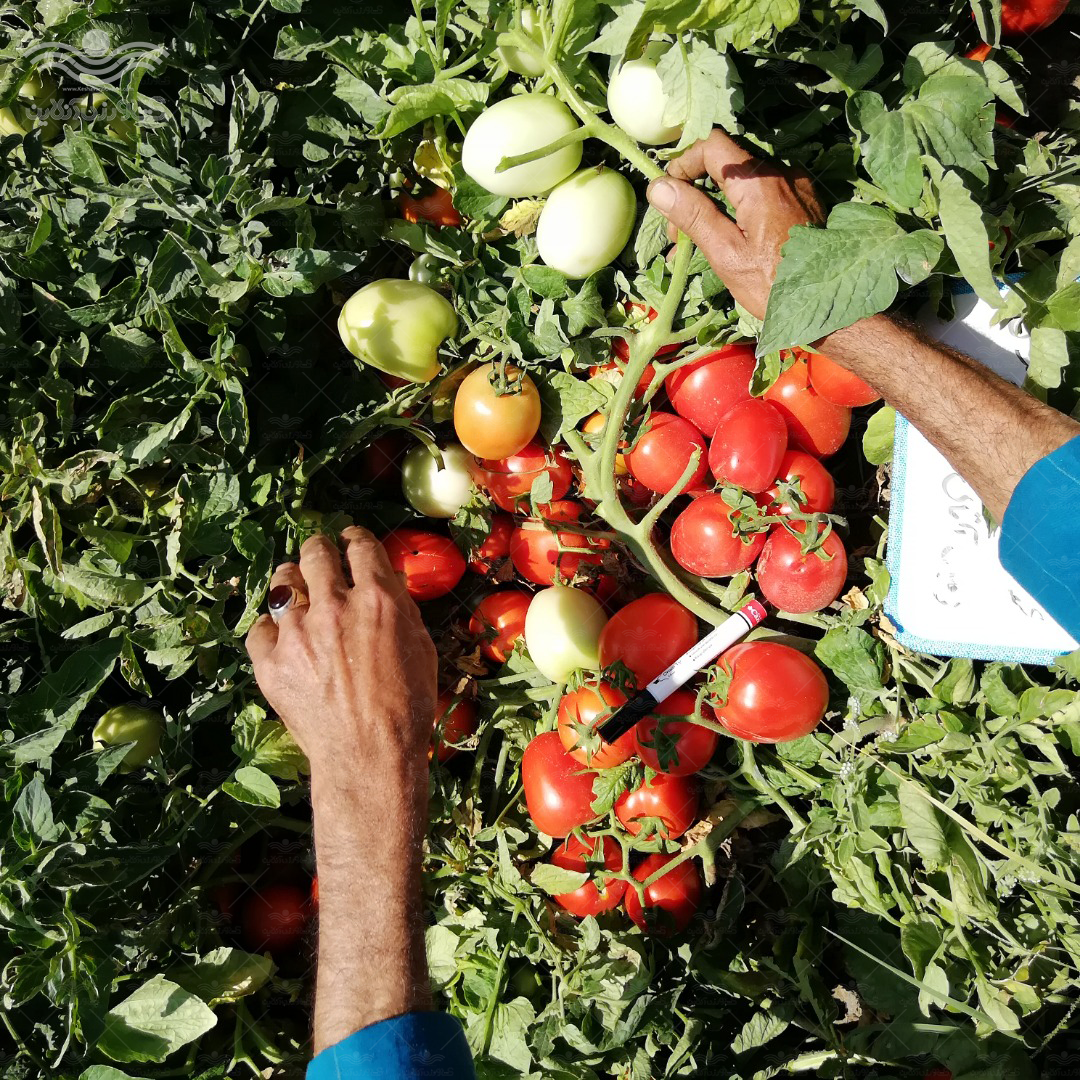 بذر گوجه فرنگی هیبرید پارس 5 هزار عددی 3