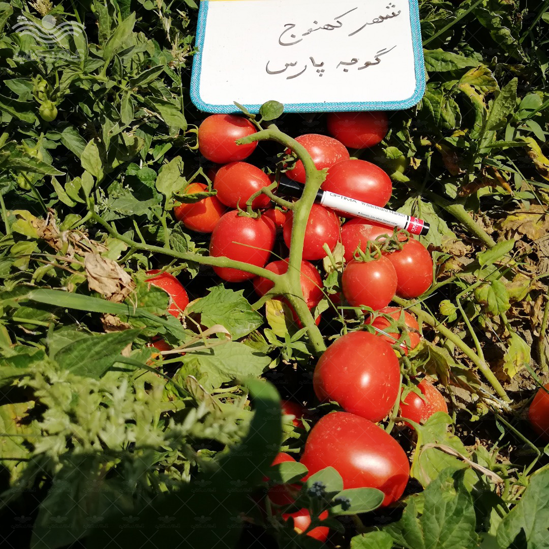 بذر گوجه فرنگی هیبرید پارس 5 هزار عددی 4