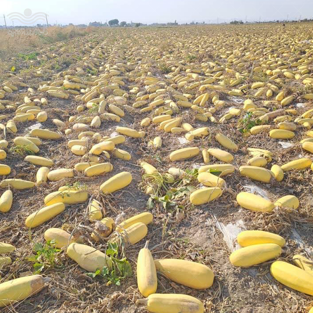 بذر کدو آجیلی هیبرید باراک 1000 عددی 4