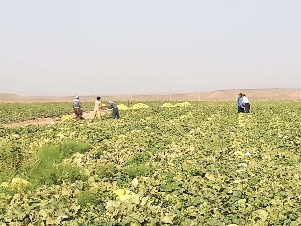 بذر ملون فضای باز بارنگ گریفاتون فرانسوی 500 گرمی 4