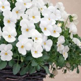 عکس کوچک بذر گل بنفشه سفید