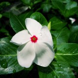عکس کوچک بذر پریوش سفید وانیاسید