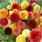 عکس کوچک بذر گل آهار هلندی الوان