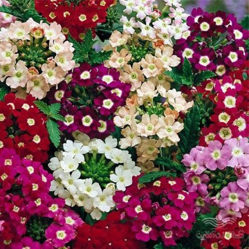 بذر گل شاهپسند الوان