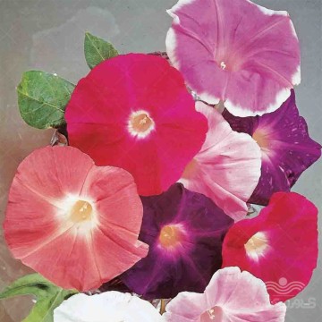 بذر گل نیلوفر رونده هلندی الوان