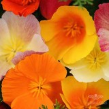 عکس کوچک بذر گل شقایق کالیفرنیایی الوان وانیاسید