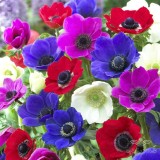 عکس کوچک بذر شقایق نعمانی الوان