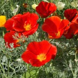 عکس کوچک بذر گل شقایق کالیفرنیایی قرمز