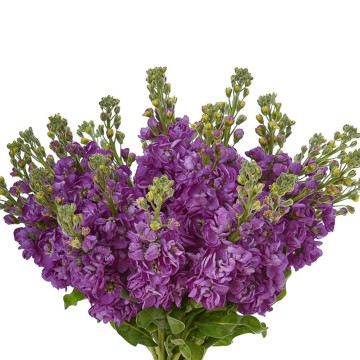بذر گل شب بو پابلند بنفش وانیاسید