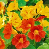 عکس کوچک بذر گل لادن پا کوتاه الوان وانیاسید