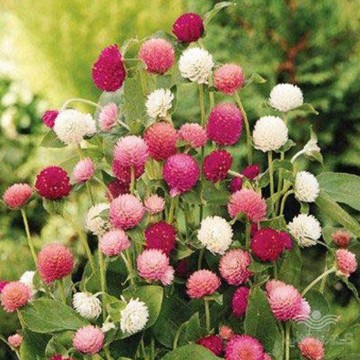 بذر گل تکمه ای پابلند الوان وانیاسید