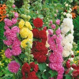 عکس کوچک بذرگل ختمی الوان 2