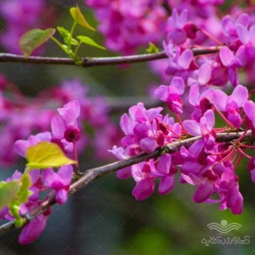 بذر درخت ارغوان مسترسید