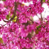 عکس کوچک بذر درخت ارغوان ایرانی