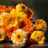 عکس کوچک بذر گل همیشه بهار الوان وانیاسید