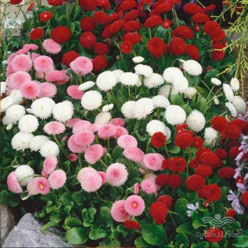 بذر گل مینا الوان