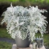 عکس کوچک بذر گل ابری نقره ای پاکان بذر