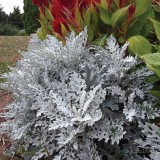 عکس کوچک بذر گل ابری نقره ای پاکان بذر 2