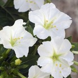 عکس کوچک بذر لاله عباسی سفید 2