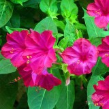 عکس کوچک بذر گل لاله عباسی سرخ آبی