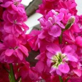 عکس کوچک شب بو آمریکایی رز