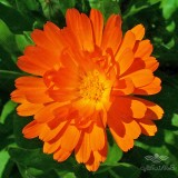 عکس کوچک بذر گل همیشه بهار نارنجی