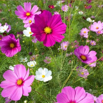 بذر گل ستاره ای