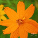 عکس کوچک بذر گل ستاره ای نارنجی