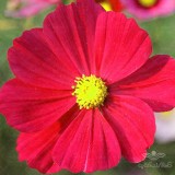 عکس کوچک بذر گل ستاره ای قرمز