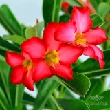 عکس کوچک بذر آدنیوم میکس