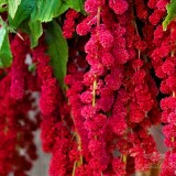 عکس کوچک آمارانتوس نخلی