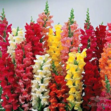 بذر میمون الوان هلندی