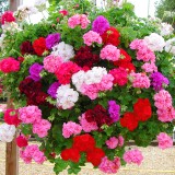 عکس کوچک بذر گل شمعدانی الوان 2