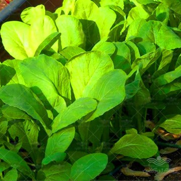 بذر سبزی شاهی