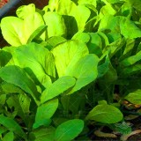 عکس کوچک بذر سبزی شاهی