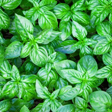بذر سبزی ریحان سبز 20 گرمی
