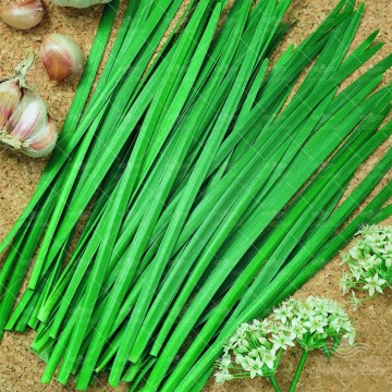 بذر سبزی تره