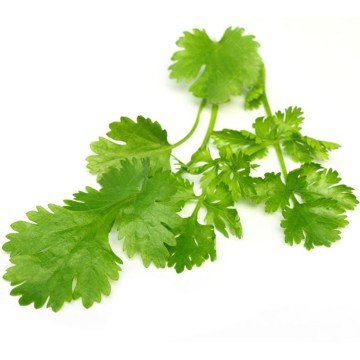 بذر سبزی گشنیز