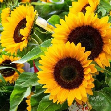 بذر آفتابگردان شمشیری وانیاسید