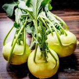 عکس کوچک بذر کلم قمری سبز وانیاسید