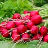 عکس کوچک بذر سبزی تربچه نقلی